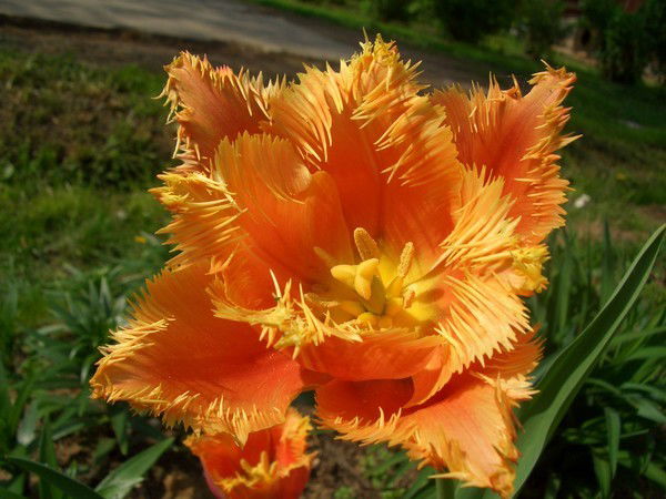 Сания Усманова