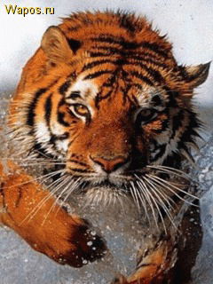 Мамонтово Dixis