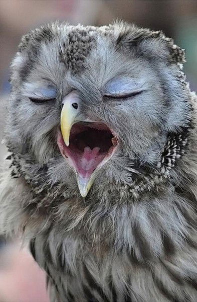 Майя Каневская