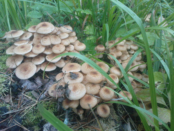 Андрей Панов