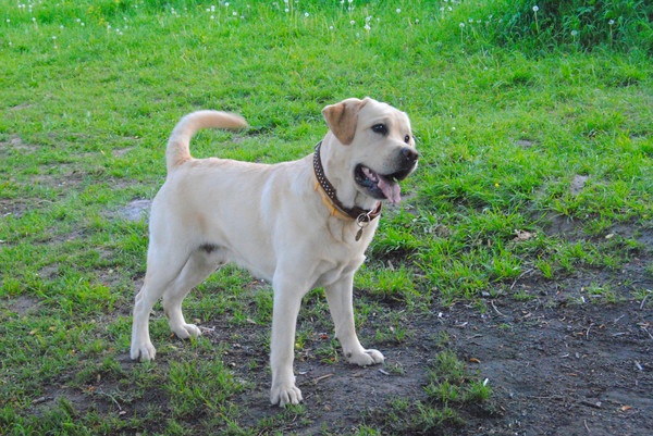 Лариса Балданова