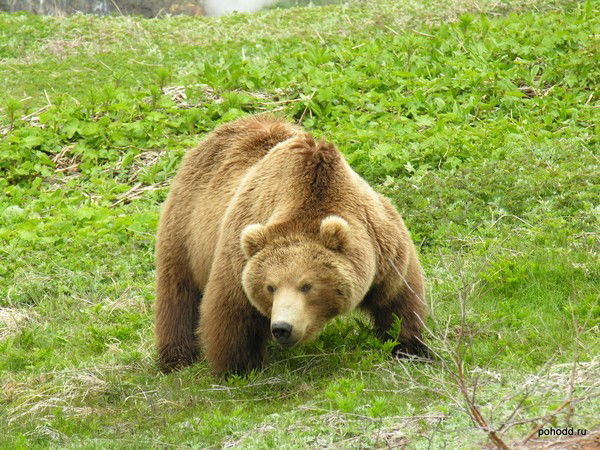 Олег Копейкин