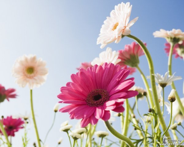 Айжан Нуралиева