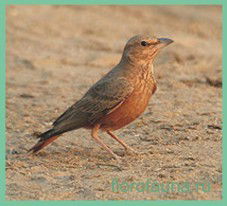 Ануар Нурписов