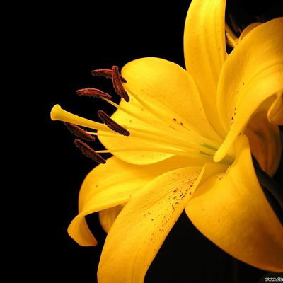 Лилия Никифорова