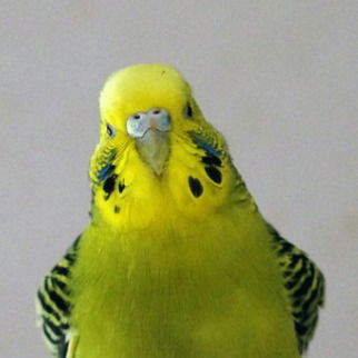 Евгений Лапшин