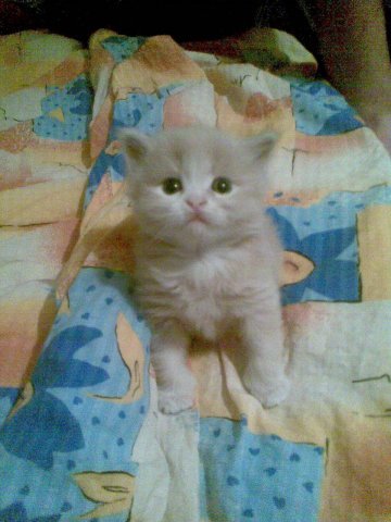 Карев Карев