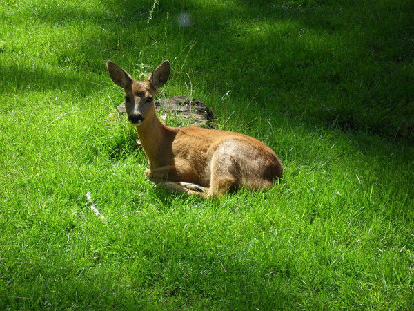 Людмила Зараковская