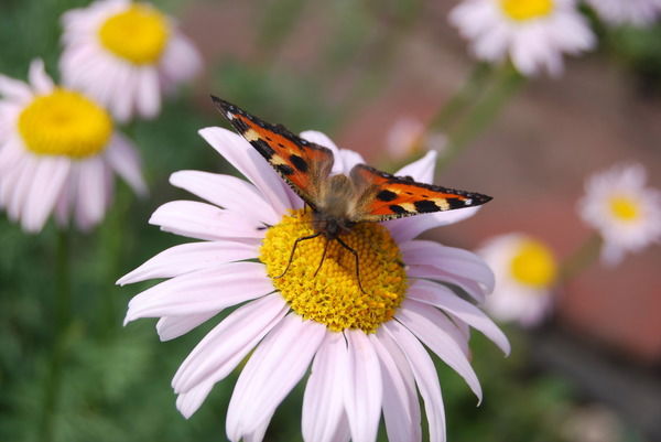 Юлия Огарева