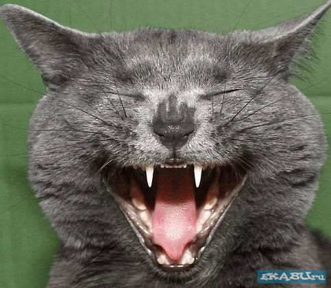 Владимир Якишев