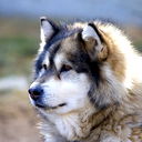 Дмитрий Ленский