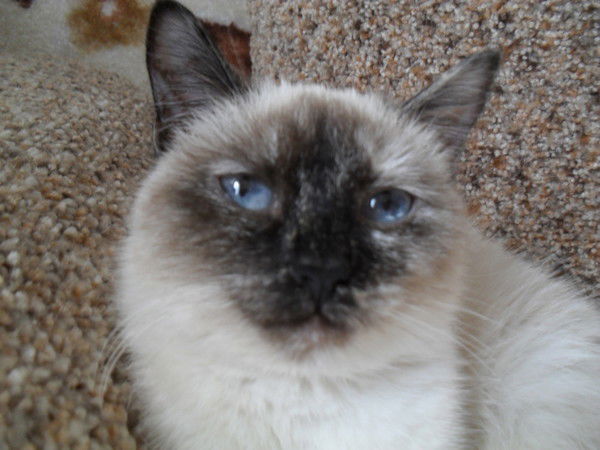 Роберт Фаттахов