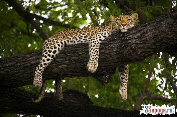 Елена Ветрова