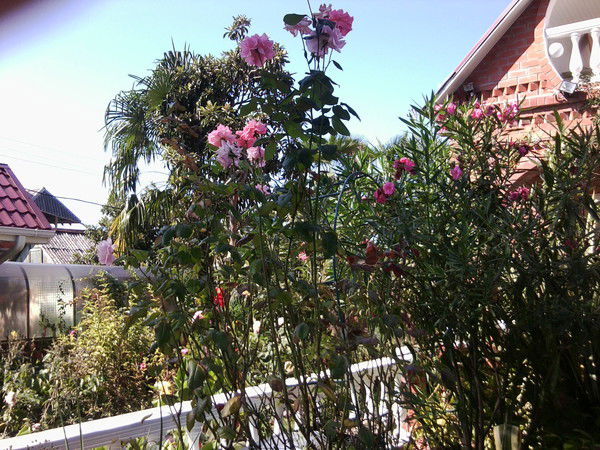 Валентина Антонова