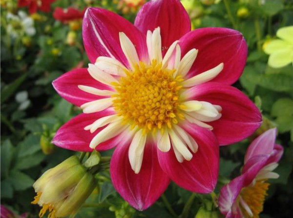 Светлана Золотухина