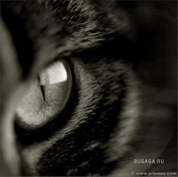 Константин Володин