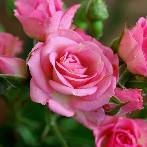 Анна Порунова