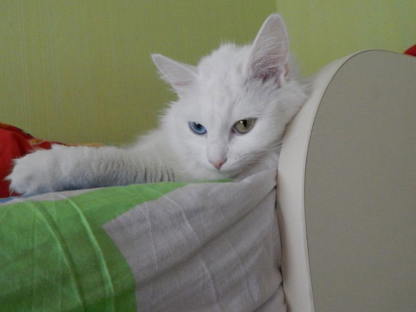 Сандро Каландаришвили