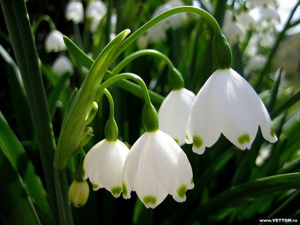 Мира Баймаханова