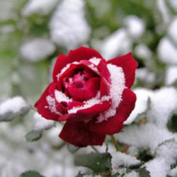 Заура Муратовна