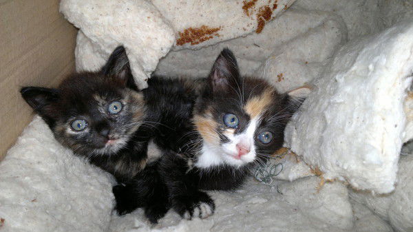 Данил Костерин