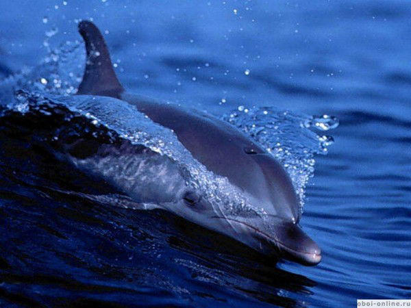 Николай Кочеров