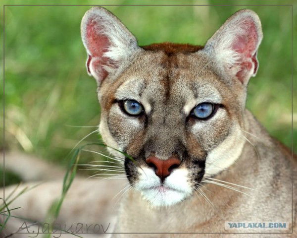 Вячеслав Ионов