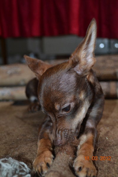 Оксана Шайнога