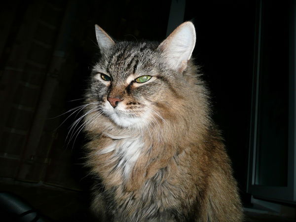 Манасаровар И