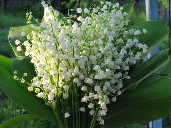 Ландышка Акмалова