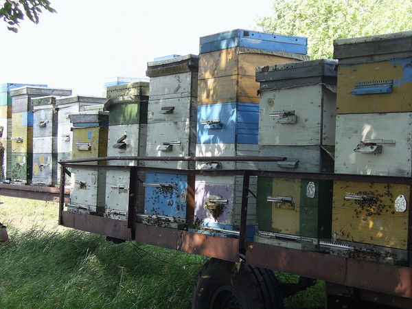 Павел Гришин