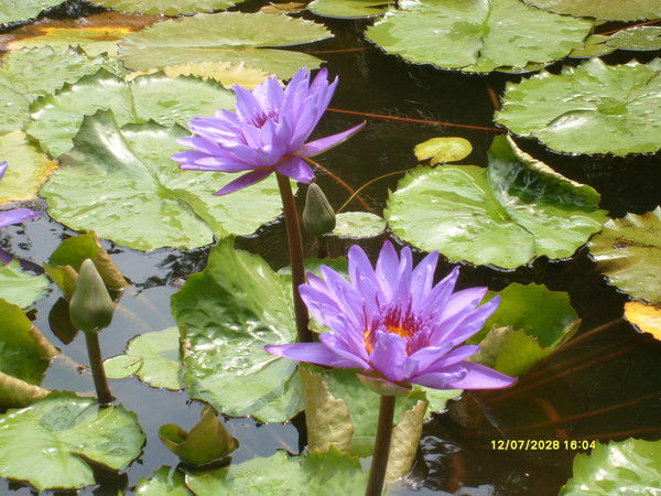 Эльвира Хайруллина