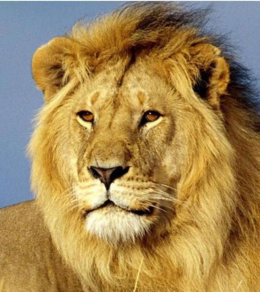 Олег Рудоманов