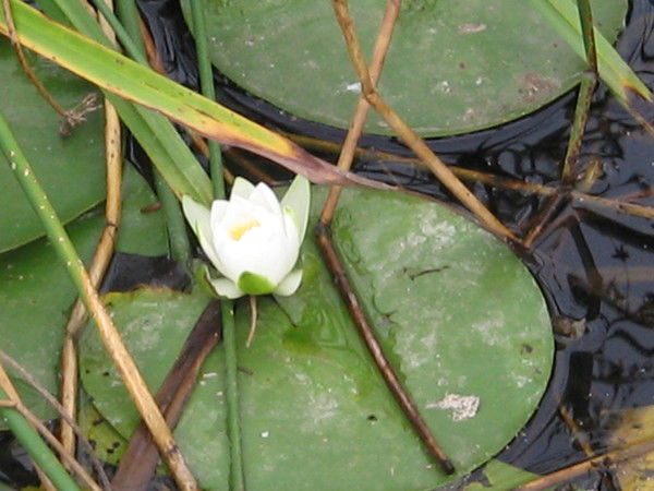 Татьяна Труш