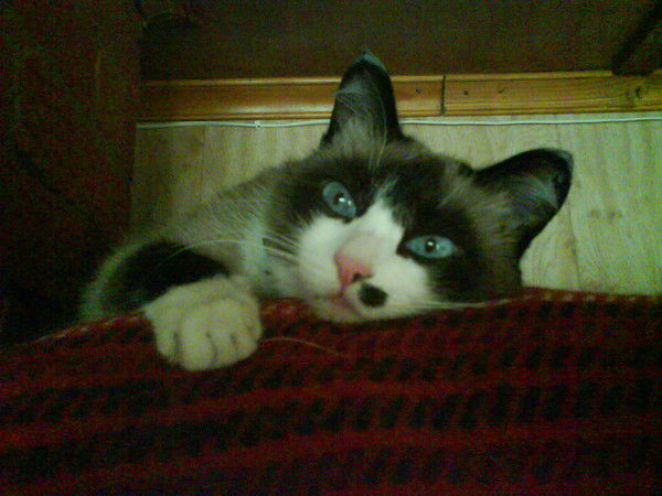 Татьяна Золотова