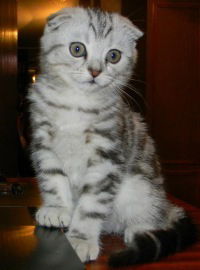 Станислав Копылов