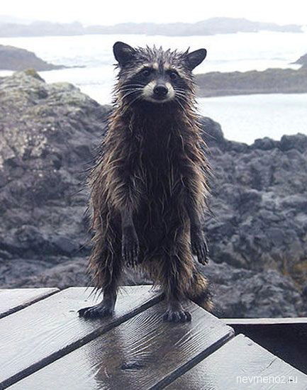 Яна Кочергина