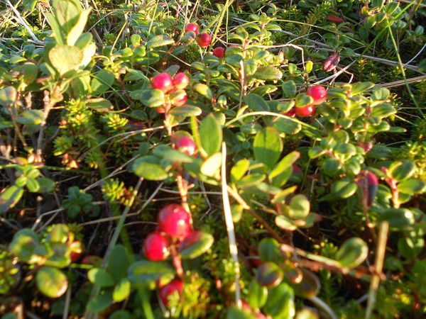 Гений Савва