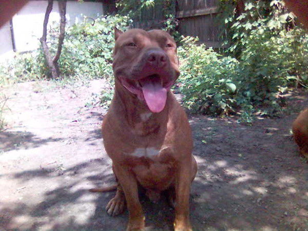 Виталий Пашаян