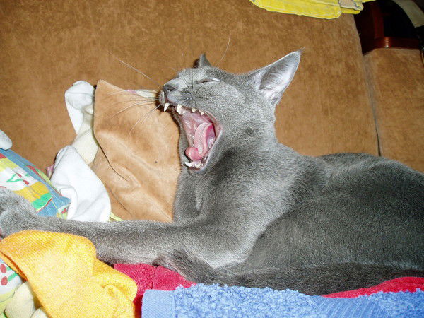 Андрей Кулиш