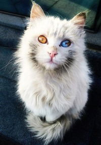 Эля Смирнова