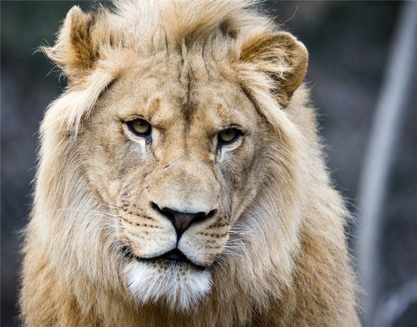 Максим Иванов