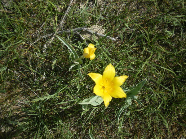 Фируза Такеева