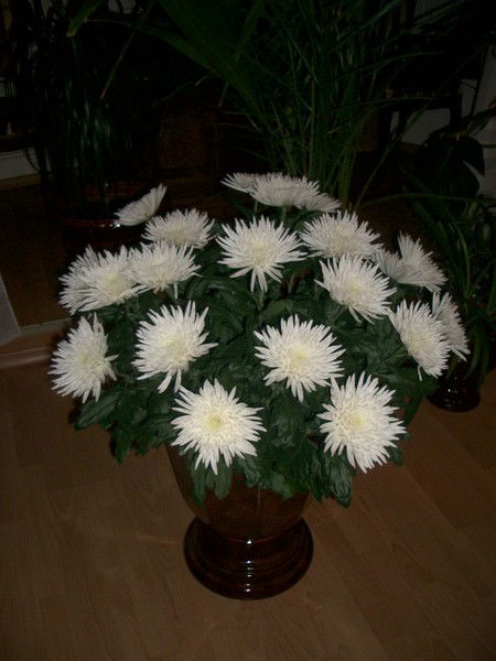 Люция Ахмадуллина