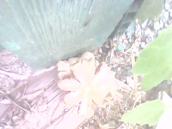 Алексей Картавцев