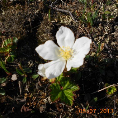 Рафаэль Яруллин