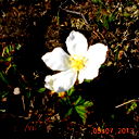 Рафаэль Яруллин