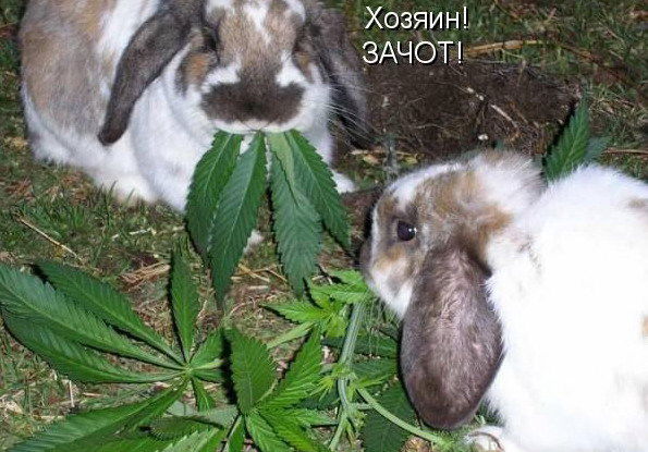 Светик Na Kayene