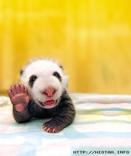 Владимир Осипов