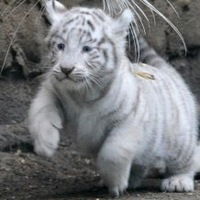 Екатерина Шаляпина